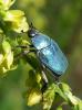 Hoplia coerulea