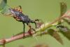71046 – Photo : Pascal Vigneron – France (52)