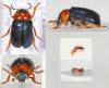 71401 – Photo : Arthropa - Benoit Martha – France (71)