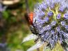 Sphecodes sp.