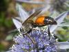 71805 – Photo : Jean DEXHEIMER – France (40)