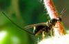71600 – Photo : Philippe Legros – France (94)