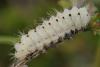 71025 – Photo : Pascal Vigneron – France (52)