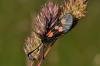 71393 – Photo : Christophe Quintin – France (21)