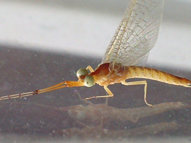 Anonyme - Potamanthus luteus - réf. 71700 (640 x 480 pixels, 45 ko)