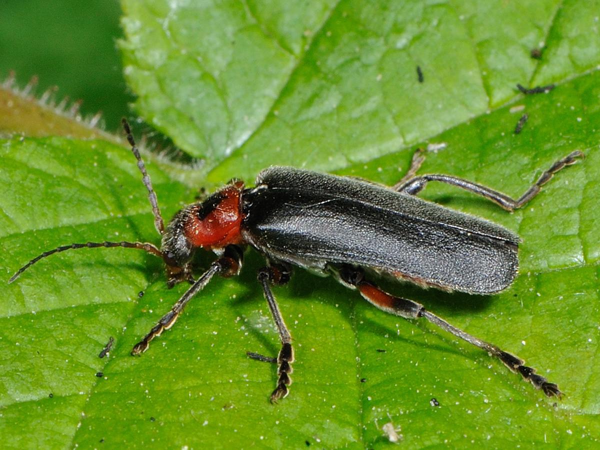 CUCHET Gerard - Cantharis (Cantharis) rustica - réf. 71636 (1200 x 900 pixels, 218 ko)