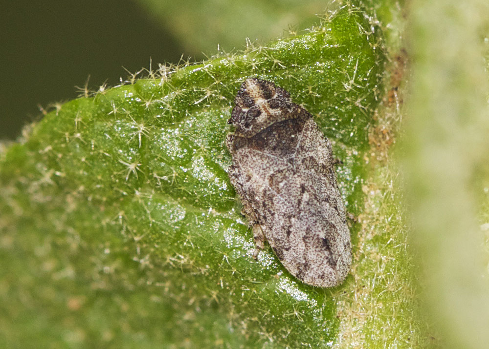 Réf. 71368 — INSECTA > Homoptera > Tettigometridae > Tettigometra sp