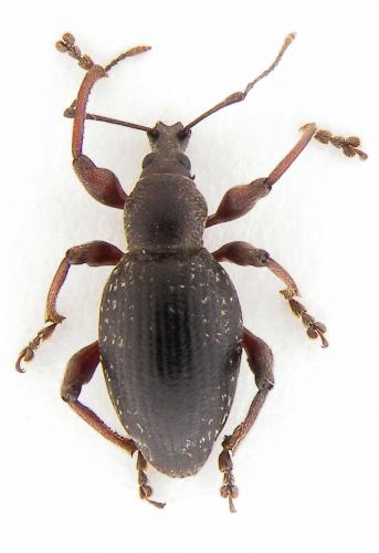 Otiorhynchus tenebricosus