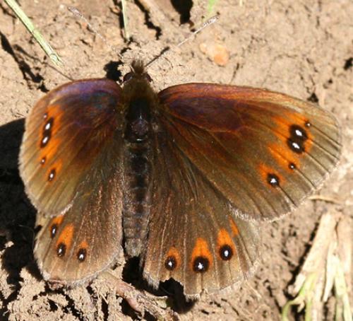 Erebia meolans