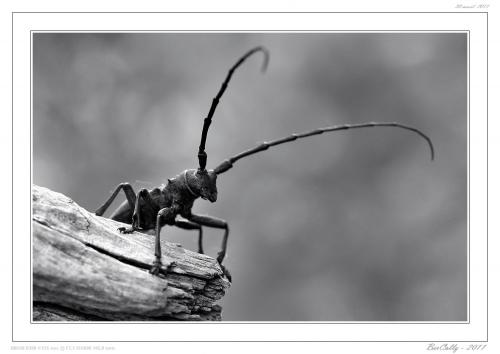 Morimus asper
