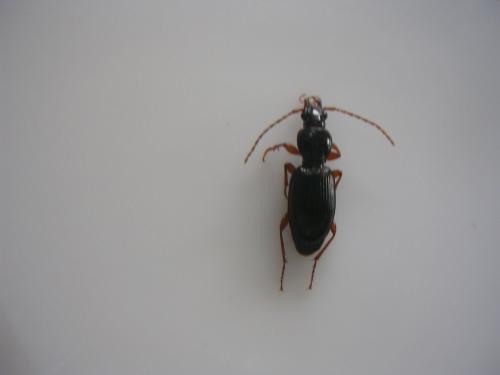 Stomis pumicatus