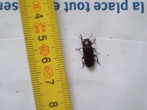 Réf. 72 634 : Tenebrio sp.