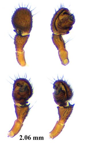 Oedothorax fuscus