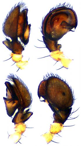 Cryphoeca silvicola