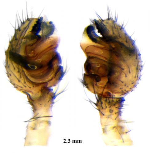 Réf. 72 476 : Hylyphantes nigritus