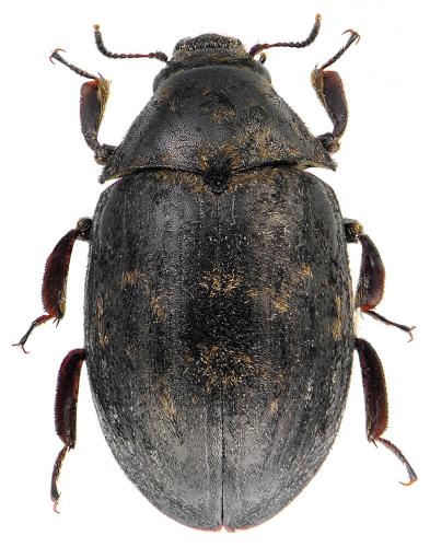 Byrrhus sp.