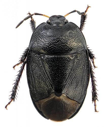 Sehirus luctuosus