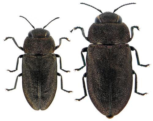 Anthaxia helvetica