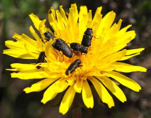 Anthaxia helvetica