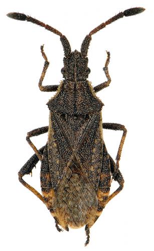 Coriomeris alpinus