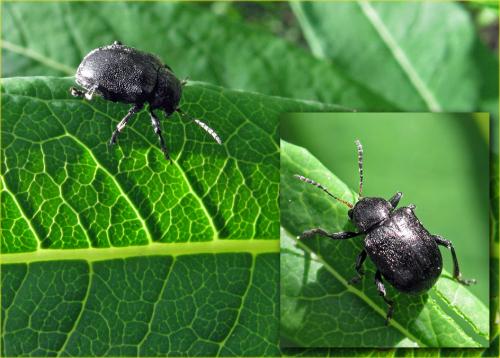 Réf. 72 162 : Bromius obscurus