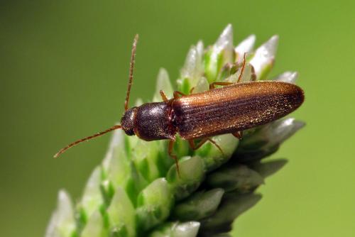 Dalopius marginatus