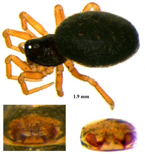 Réf. 72 340 : Pelecopsis parallela