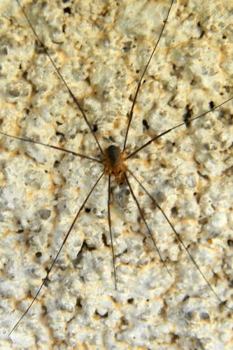 Phalangium opilio