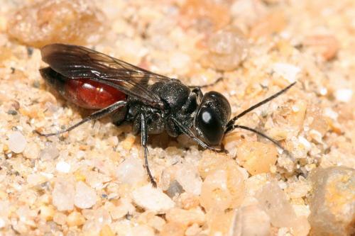Miscophus sp.