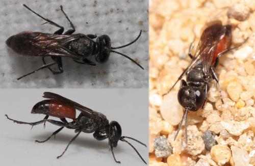 Réf. 72 119 : Miscophus bicolor