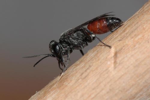 Miscophus sp.
