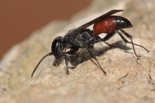 Miscophus sp.