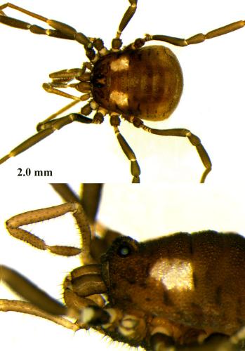 Réf. 72 166 : Nemastoma lugubre