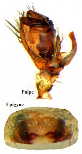 Réf. 72 161 : Metellina merianae