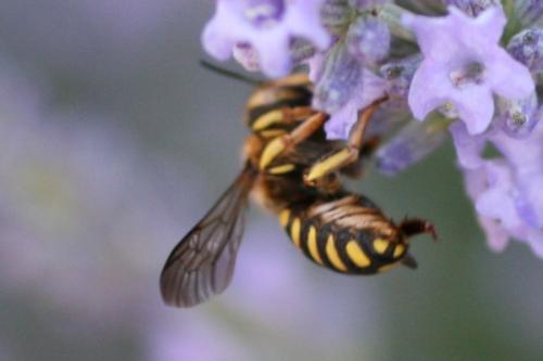 Anthidium sp.