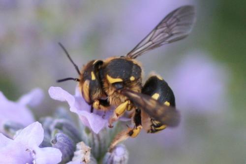 Anthidium sp.