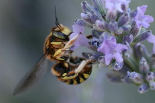 Réf. 72 172 : Anthidium sp.