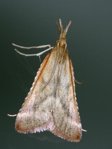 Synaphe punctalis