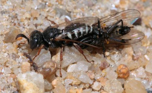 Oxybelus uniglumis