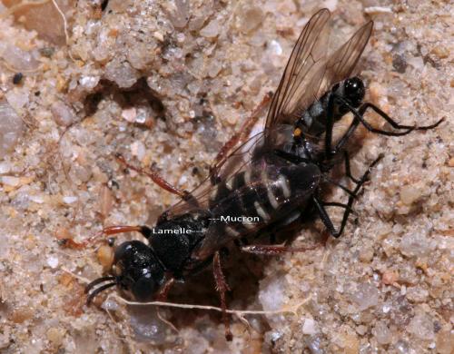 Oxybelus uniglumis