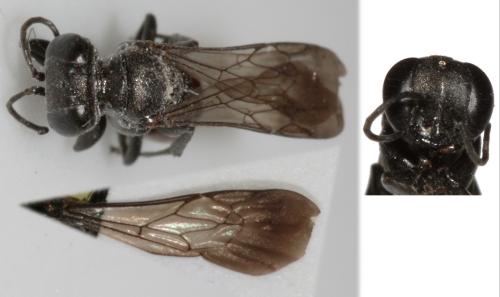 Réf. 72 178 : Miscophus bicolor