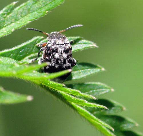 Bruchus affinis