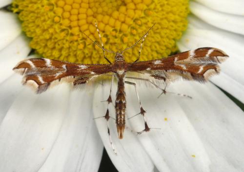 Réf. 72 391 : Geina didactyla