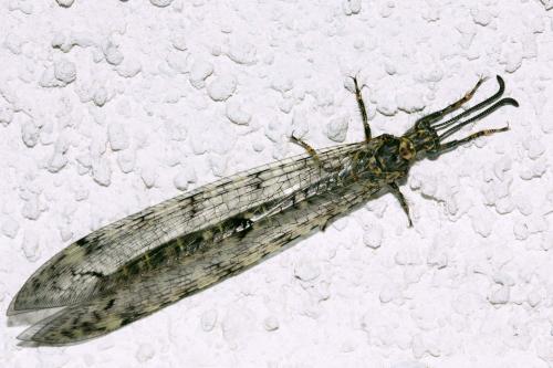 Réf. 72 545 : Distoleon tetragrammicus