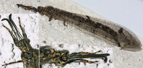 Distoleon tetragrammicus