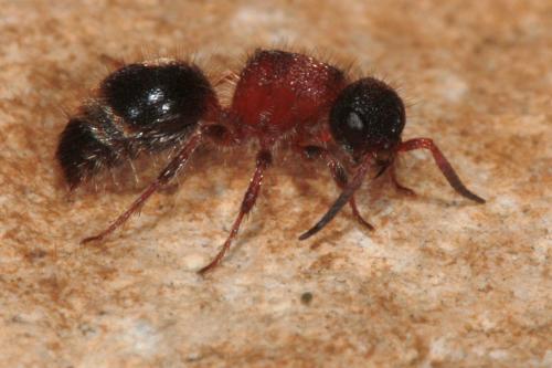 Smicromyrme rufipes