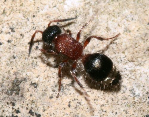 Smicromyrme rufipes