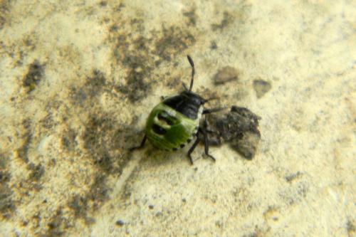Palomena prasina