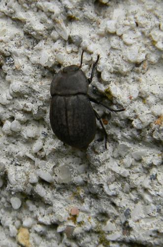 Asida sp.