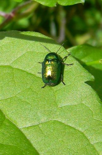 Cryptocephalus sp.